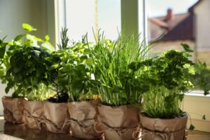 Different aromatic potted herbs on windowsill indoors