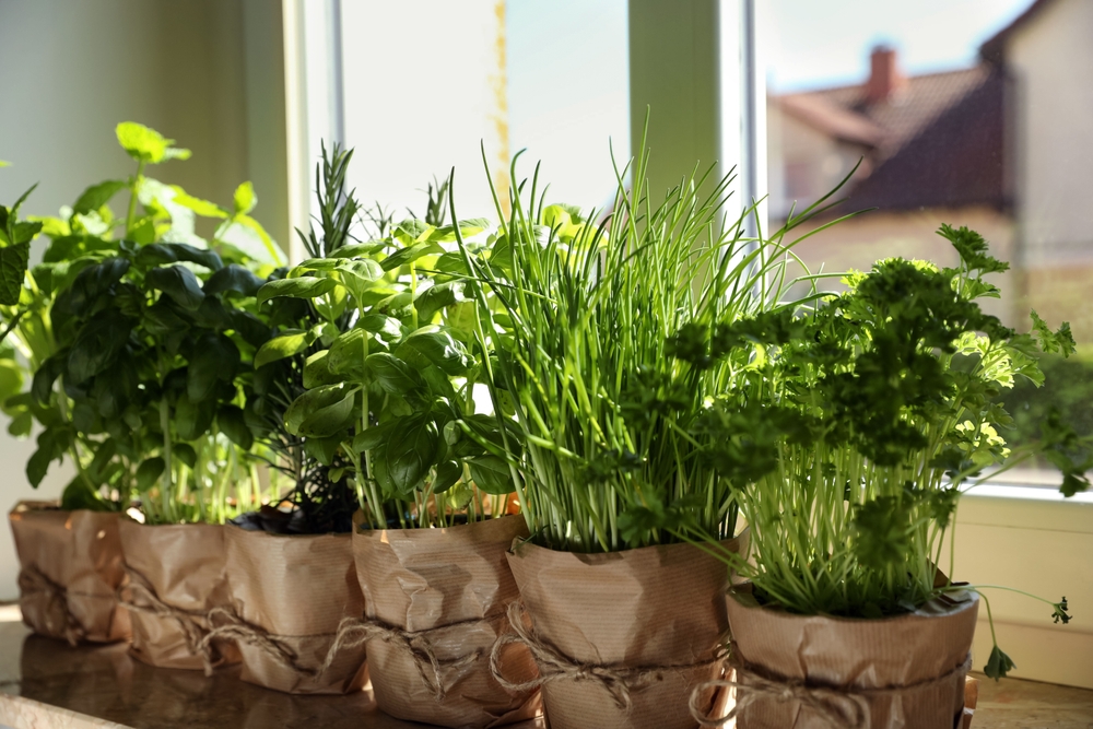 Different aromatic potted herbs on windowsill indoors