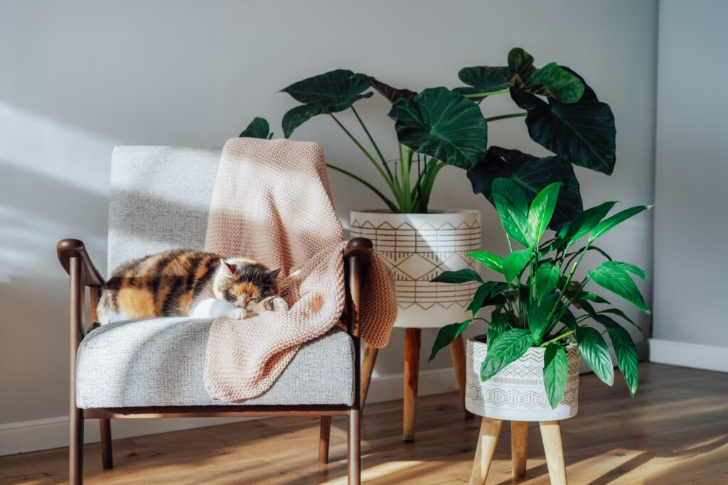 Multicolor cat pet sleeping on retro style armchair in modern scandinavian interior with many green house plants in hard sunlight. Biophilia style. Cozy, hygge home interior design. Selective focus